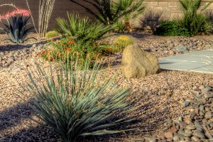 drought friendly landscaping